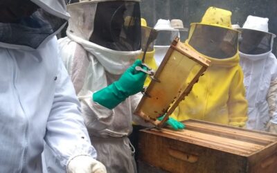 Núcleo de Apicultores da ACIC promove Dia de Campo